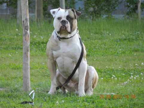 Amerikaanse bulldog